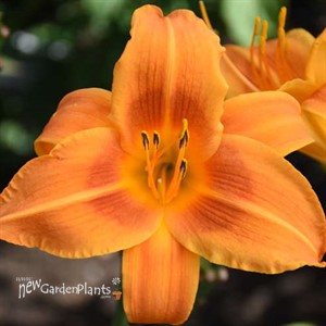 'Rocket City' Daylily