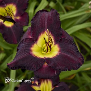 'Bela Lugosi' Daylily