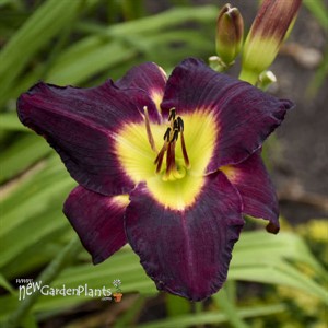 'Bela Lugosi' Daylily