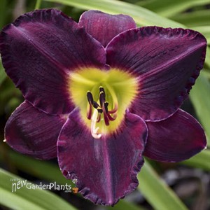 'Bela Lugosi' Daylily