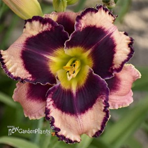 'Rock Solid' Daylily 