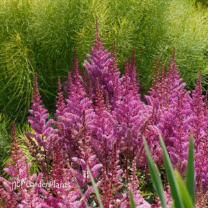 Astilbe c 'Maggie Daley'