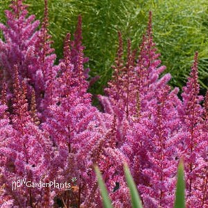 Astilbe c 'Maggie Daley'