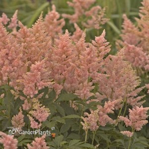 Astilbe 'Peach Blossom'