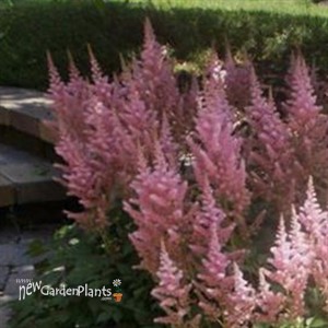 Astilbe 'Peach Blossom'