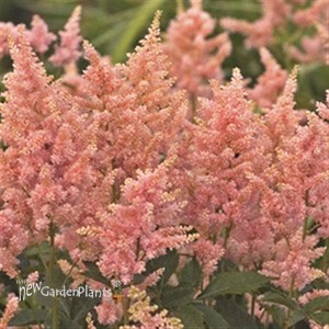 Astilbe 'Peach Blossom'