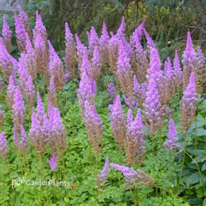 Astilbe c. 'Purple Candles'