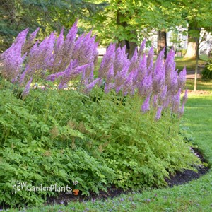 Astilbe c. 'Purple Candles'
