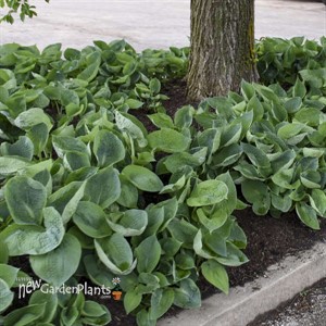 'Abiqua Drinking Gourd' Hosta