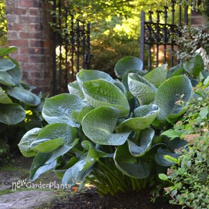 'Abiqua Drinking Gourd' Hosta