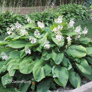 'T Rex' Hosta
