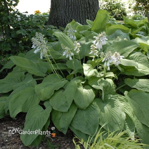 'T Rex' Hosta
