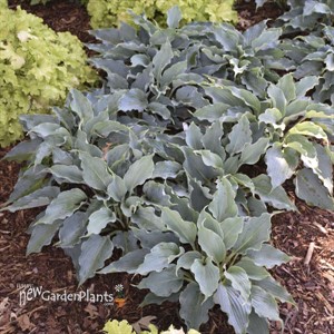 'Waterslide' SHADOWLAND® Collection Hosta