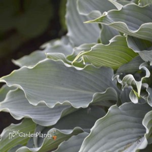 'Waterslide' SHADOWLAND® Collection Hosta