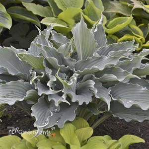'Waterslide' SHADOWLAND® Collection Hosta