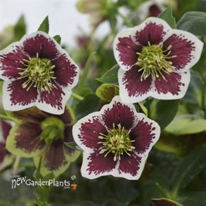 'Romantic Getaway' HONEYMOON Series Helleborus