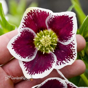 'Romantic Getaway' HONEYMOON Series Helleborus