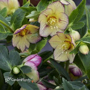 'Tropical Sunset' HONEYMOON® Series Helleborus