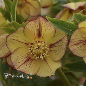'Tropical Sunset' HONEYMOON® Series Helleborus