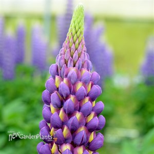 Lupinus Westcountry 'Magic Lantern'