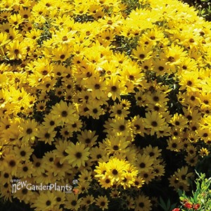 Helianthus 'Autumn Gold' PP30117