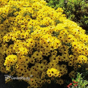 Helianthus 'Autumn Gold' PP30117