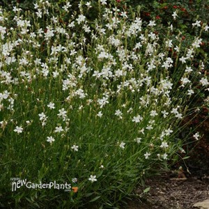 Belleza White Gaura