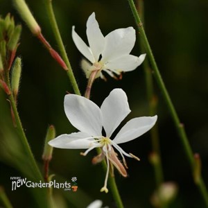 Belleza White Gaura