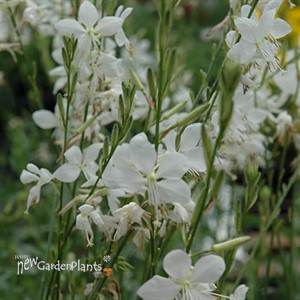 Belleza White Gaura