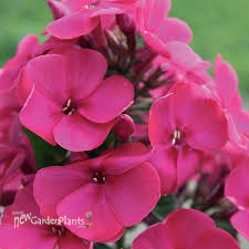 Phlox 'Younique Cerise'
