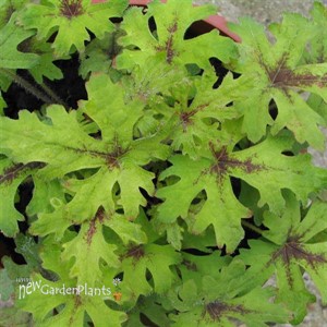 Tiarella 'Timbuktu'