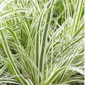 EverColor Everest Variegated Sedge