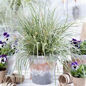 EverColor Everest Variegated Sedge