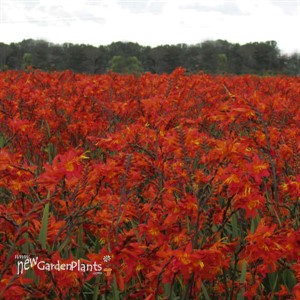 Crocosmia 'Prince of Orange'