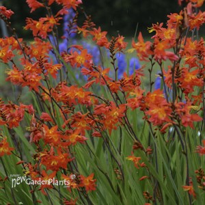 Crocosmia 'Prince of Orange'