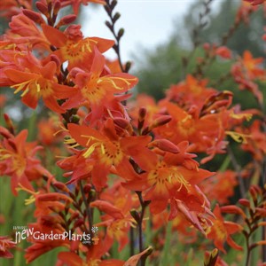 Crocosmia 'Prince of Orange'