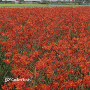 Crocosmia 'Prince of Orange'