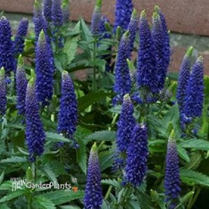 'First Glory' Veronica Speedwell