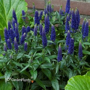 'First Glory' Veronica Speedwell