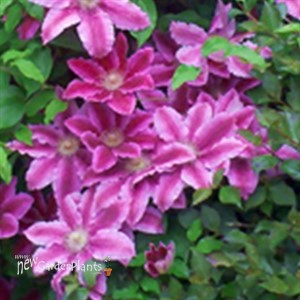 Dr. Ruppel Clematis Vine