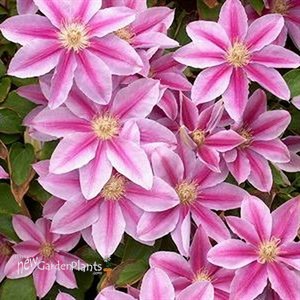 Dr. Ruppel Clematis Vine
