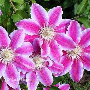 Dr. Ruppel Clematis Vine