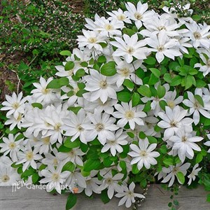 Henryi Clematis Vine