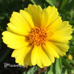 Coreopsis 'Limoncello'
