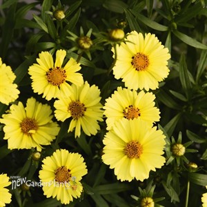 Coreopsis 'Limoncello'