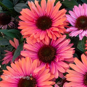 Sunseekers Rainbow Echinacea Coneflower