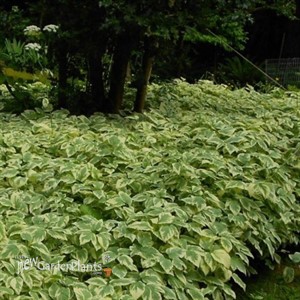 Variegated  Bishops Weed Aegopodium