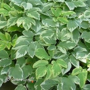 Variegated  Bishops Weed Aegopodium