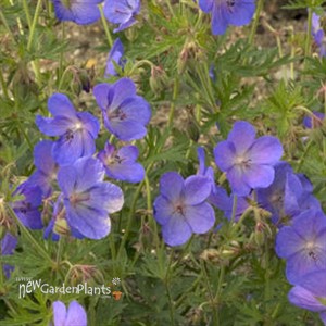 'Johnson's Blue' Geranium
