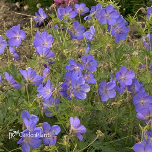 'Johnson's Blue' Geranium